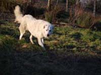 abruzzese mastiff